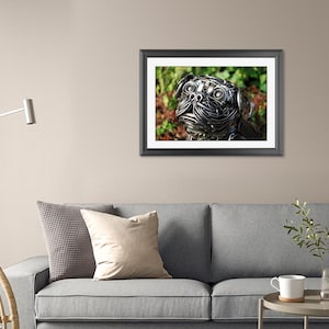 Pug Giclee Print