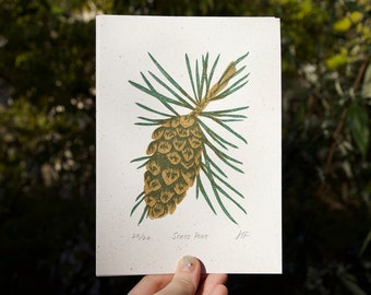 Scots Pine ↠ A5 ↠ Linocut Print ↠ Pinecone
