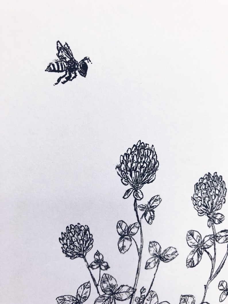 Red Clover honey bee Print ink pen, nature, herb, botanical sketch