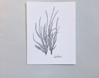 May include: A black and white line drawing of a sprig of heather, with the artist's signature "K. Anderson" in the bottom right corner.