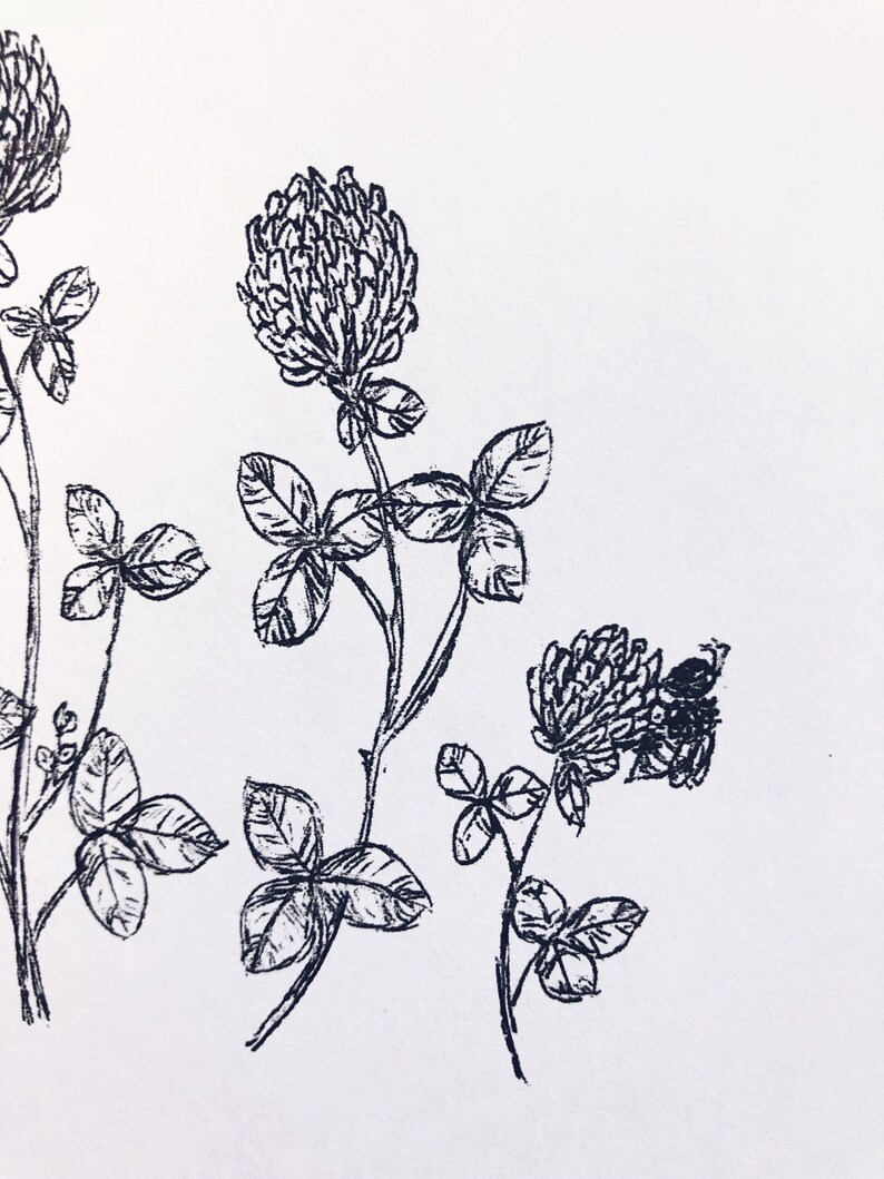 Red Clover honey bee Print ink pen, nature, herb, botanical sketch
