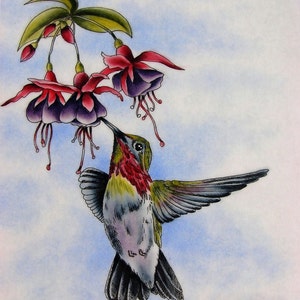 May include: A hummingbird with green, red and white feathers hovers in mid-air with its beak extended towards a cluster of purple and pink fuchsia flowers.