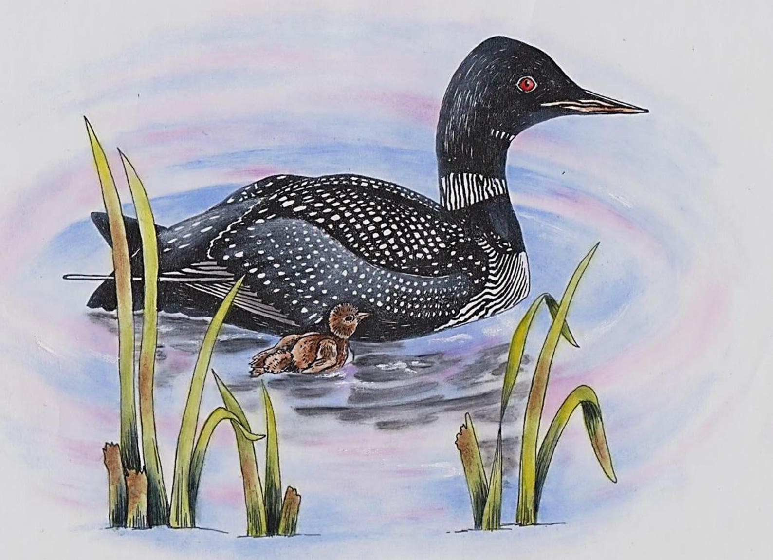 E PACKET Pen & Ink Oil Rouging - Northern Loon Painting Pattern, Art ...