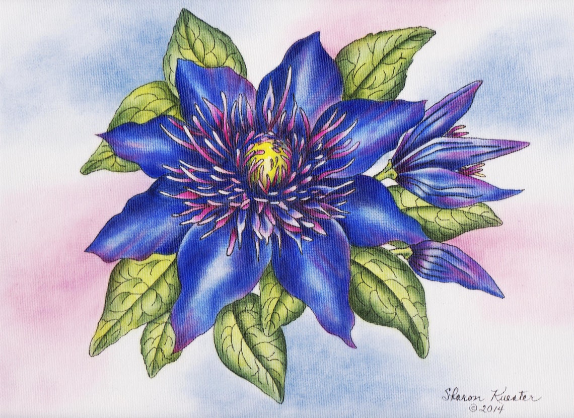 E PACKET Pen & Ink Oil Rouging Clematis Flower Painting - Etsy