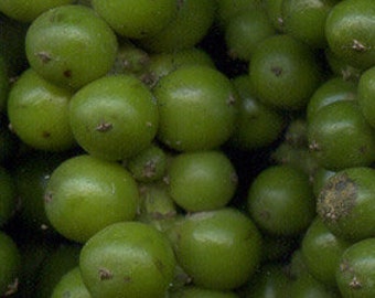 Green Pepper Corns - Organic (Whole) Dried 1 lb