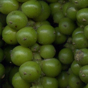 Green Pepper Corns - Organic (Whole) Dried 1 lb