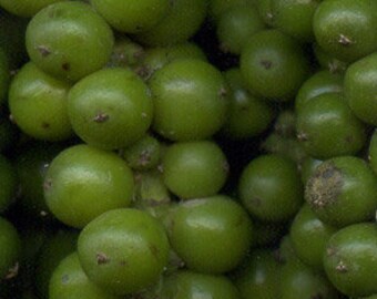 Green Pepper Corns - Organic (Whole) Dried 2 oz / 4 oz
