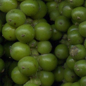 Green Pepper Corns - Organic (Whole) Dried 2 oz / 4 oz