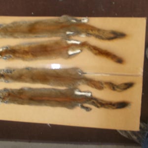 One  Tanned Red Squirrel very nice #1 vquality and measure 16"  from nose tip of tail