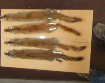 One  Tanned Red Squirrel very nice #1 vquality and measure 16"  from nose tip of tail