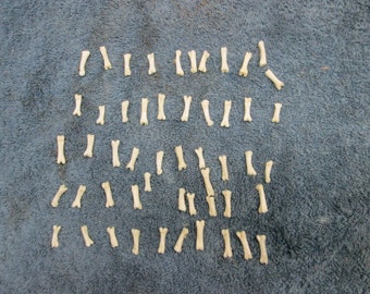50 Coyote Knucle Bones From Montana Coyote Great For Crafts