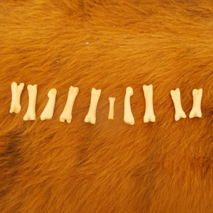 May include: A collection of small, off-white bones arranged in a row. The bones are of varying sizes and shapes, likely from a small animal. The background is a textured, brown surface.