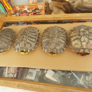 May include: Four turtle shells are displayed on a brown surface. The shells vary in size and have a mottled pattern of brown, tan, and black. The underside of each shell is a pale yellow color. The shells are arranged in a row.