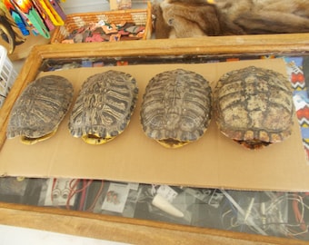 Here i have 4  red ear turtle shells measure around 6 1/2 x 5 1/2" great for crafts