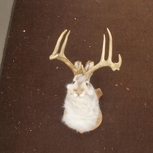 May include: A taxidermy jackalope mount featuring a white rabbit head with long ears and a pair of large, light brown deer antlers attached to the top. The specimen is mounted on a shaped wooden plaque with a light brown finish and dark edges.