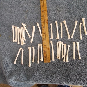 May include: A collection of approximately 30 small, white, bone-like objects arranged in two rows on a gray fabric surface. A wooden ruler is visible in the center of the image.