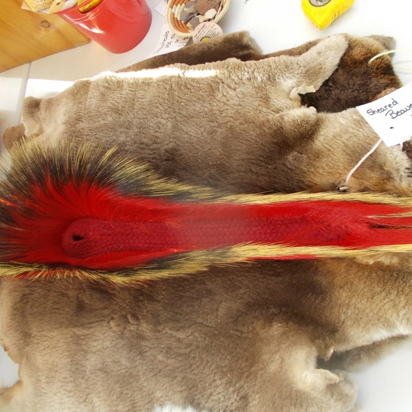 Dandy 16  in Porcupine guard hair dance roach  red  yarn base with red color deer hair in side and out 6"  hair in front