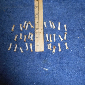 May include: A collection of small, white bones arranged in two rows on a blue surface. A wooden ruler is placed vertically between the two rows.