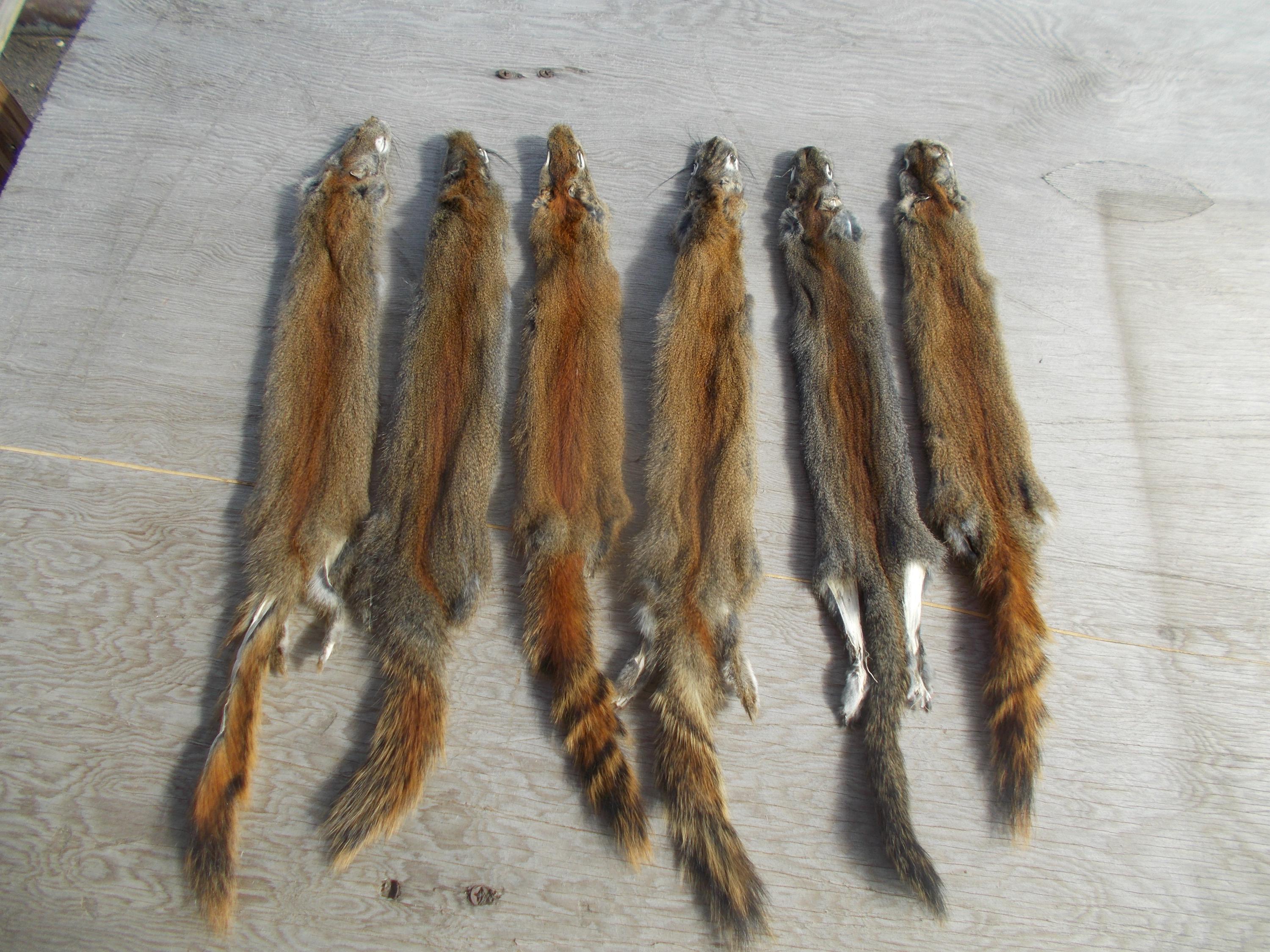 6 Tanned Red Squirrel very nice quality and measure 16"  from nose to tip of tail