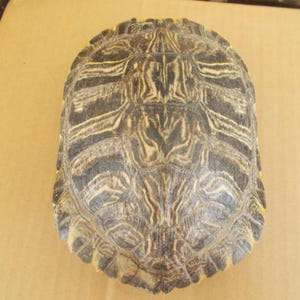 May include: A turtle shell with a detailed pattern of dark brown and cream-colored markings. The shell is oval-shaped and has a textured surface. The shell's edges are slightly yellow.