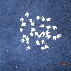 May include: A collection of small, white, tooth-shaped objects scattered on a textured, dark blue surface. The date "05.15.2014" is visible in the lower right corner. The teeth appear to be made of a solid material.