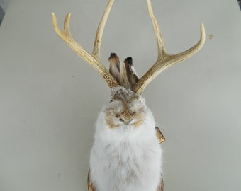 Here i have a Fresh From Taxidermist tall 5 Point mule  deer Jackalope would look great it den ect PRICE FOR QUICK sale