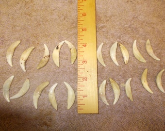 50 real nice coyote claws  great for crafts 