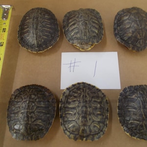 May include: Six dark brown and tan patterned turtle shells arranged in two rows of three. A yellow measuring tape is positioned vertically on the left, showing the shells are approximately 3 to 4 inches long. A white card with #1 written in blue ink.