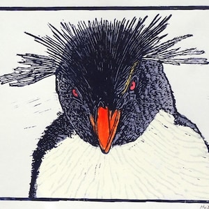 rockhopper penguin 2