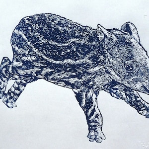 baby tapir