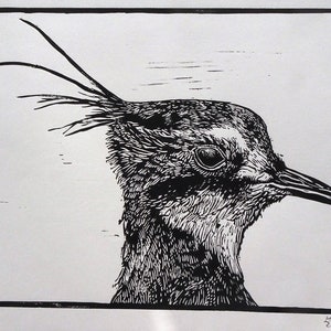 Kiebitz peewit Vanellus vanellus