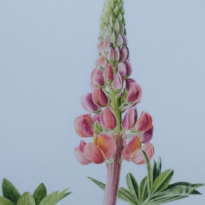 Garden Lupin Fine Art Print