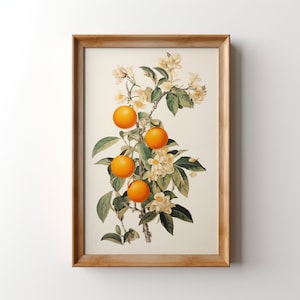 May include: A framed botanical illustration of a flowering orange tree with white blossoms and ripe orange fruit.
