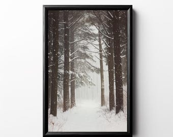 May include: A snowy path winds through a dense forest of tall, bare trees. The trees are covered in a light dusting of snow, and the path is lined with snow-covered branches.