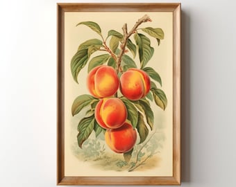 Vintage Pfirsiche Lithographie Pfirsich Wandkunst Fuzzy Pfirsich Kunstwerk Retro Obst Küche Dekor Cottagecore Botanische Pfirsich Farm Kunstdruck
