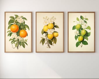 Vintage Citrus Print Set, Printable Fruit Wall Art Bundle, Lemon Lime Artwork, Retro Oranges Poster, Botanical Lithograph Kitchen Art Prints