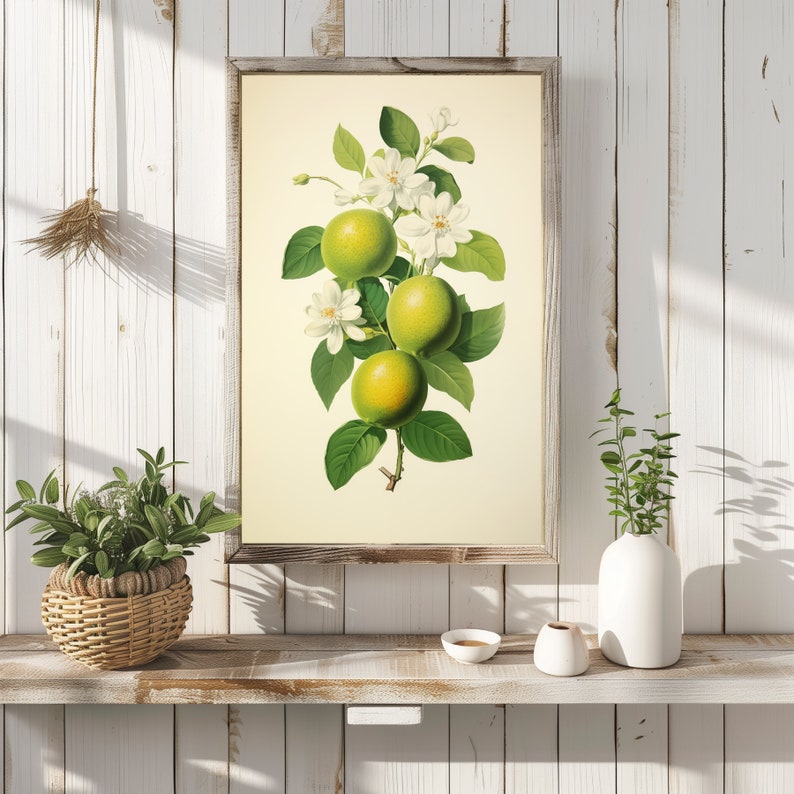 May include: A vintage botanical illustration of a lime tree branch with green limes and white blossoms. The illustration is framed in a light wood frame and displayed on a white wood wall.