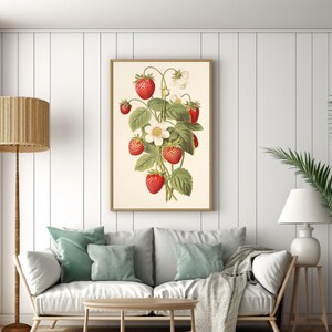 May include: A vintage botanical illustration of a strawberry plant with red ripe strawberries and white flowers. The illustration is framed in a light wood frame and is hanging on a white wall.