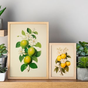 May include: Two framed botanical prints featuring illustrations of citrus fruit branches with white blossoms. The print on the left shows green lemons, while the print on the right shows yellow lemons.