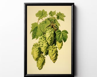 Op de afbeelding: Een ingelijste botanische prent met een gedetailleerde illustratie van hop. Het kunstwerk toont groene hopbellen en bladeren tegen een crèmekleurige achtergrond. De prent zit in een zwarte lijst, geschikt voor wanddecoratie.