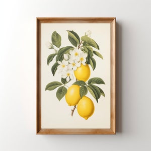Vintage Zitronen Druck, druckbare Zitrone Wandkunst, digitales Obst Küchen Kunstwerk, Retro Zitrus Poster, Midcentury botanische Blumenlithographie