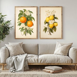 May include: Two vintage botanical illustrations of orange trees with white blossoms and ripe fruit. The illustrations are framed in wood and displayed on a white wall.