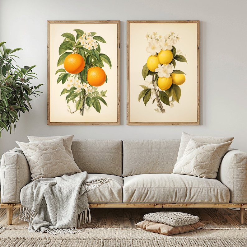 May include: Two vintage botanical illustrations of orange trees with white blossoms and ripe fruit. The illustrations are framed in wood and displayed on a white wall.