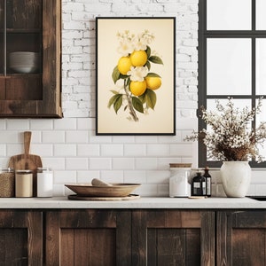 May include: A vintage botanical illustration of a lemon tree branch with yellow lemons and white blossoms. The illustration is framed in black and displayed on a white tiled kitchen wall.