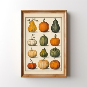 May include: A vintage botanical illustration of various types of pumpkins and gourds. The illustration features a variety of shapes, sizes, and colours, including orange, green, and white. The pumpkins and gourds are arranged in a grid pattern on a white background.