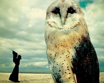 May include: A close-up of a barn owl with white and brown feathers. The owl has large, dark eyes and a hooked beak. The background is a blurred image of a cloudy sky.