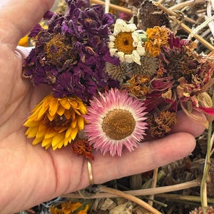 May include: A collection of dried flowers including a large deep purple zinnia, a bright yellow strawflower, a pink strawflower with a brown center, and a small white daisy, all featuring textured petals and stems in various shades of brown.