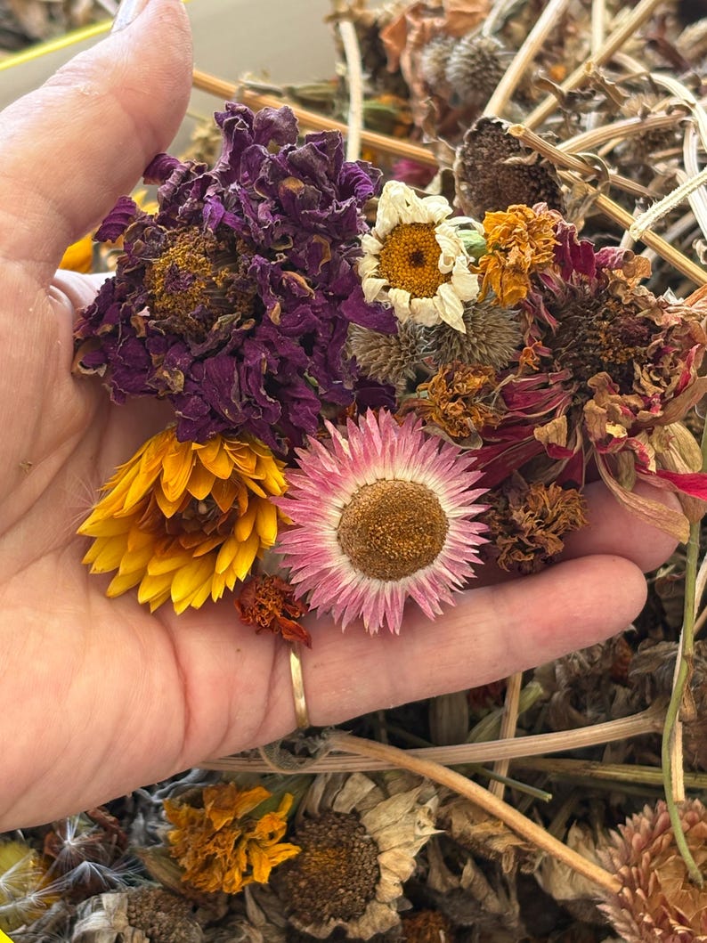 May include: A collection of dried flowers including a large deep purple zinnia, a bright yellow strawflower, a pink strawflower with a brown center, and a small white daisy, all featuring textured petals and stems in various shades of brown.