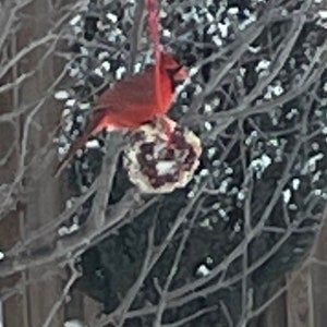 May include: A bright red northern cardinal bird perched on a round, textured suet bird feeder hanging from a bare tree branch. The scene is set outdoors during winter, with snow visible on the ground and surrounding branches in the background.