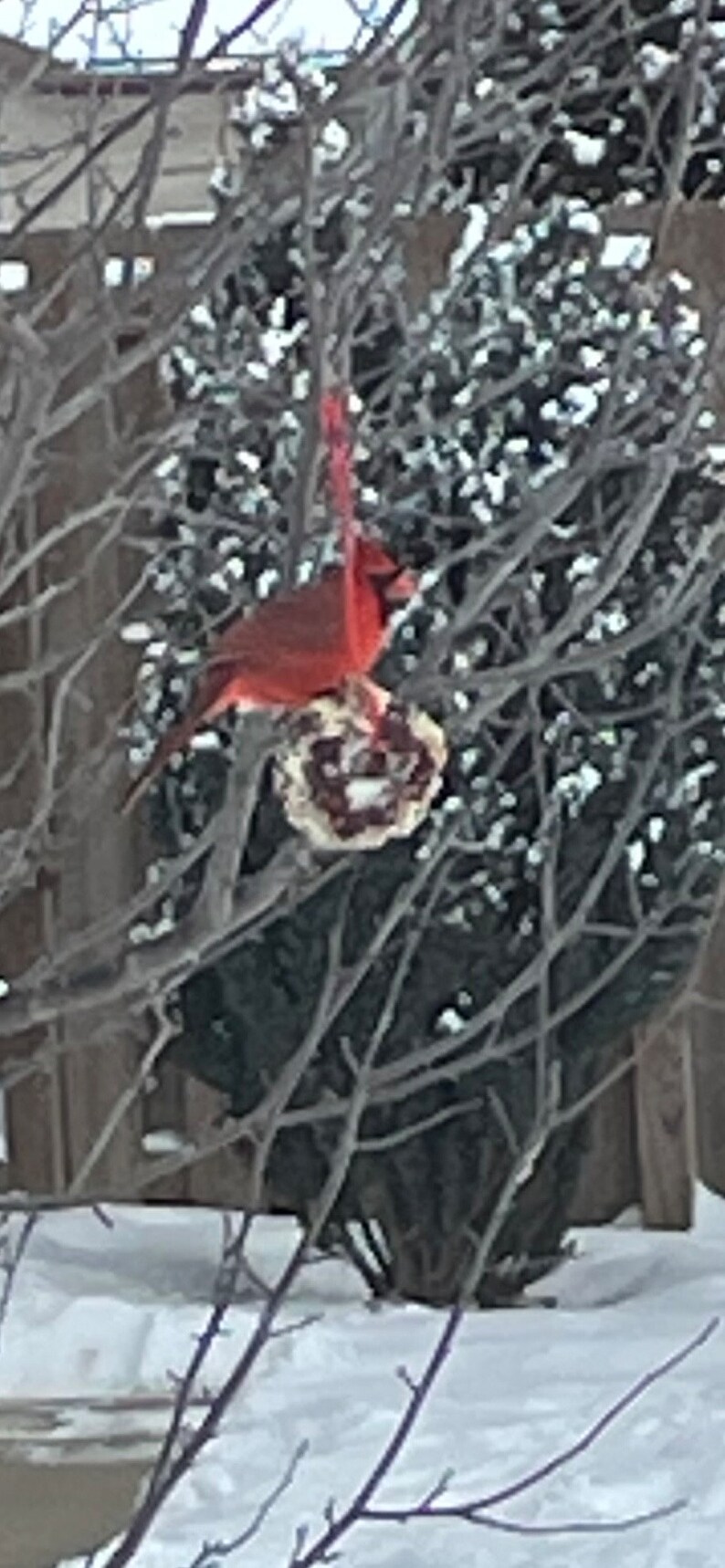 May include: A bright red northern cardinal bird perched on a round, textured suet bird feeder hanging from a bare tree branch. The scene is set outdoors during winter, with snow visible on the ground and surrounding branches in the background.